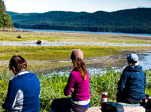 Anchorage Grizzly Bears